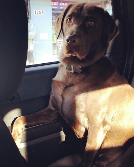 Roxie