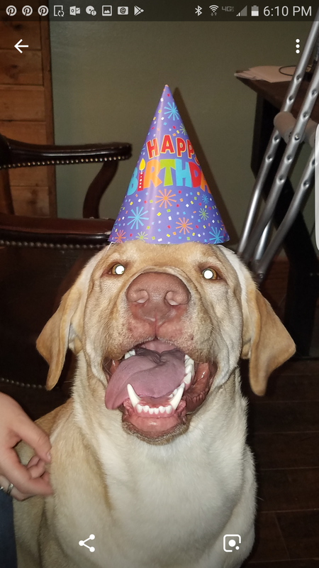 Yogi