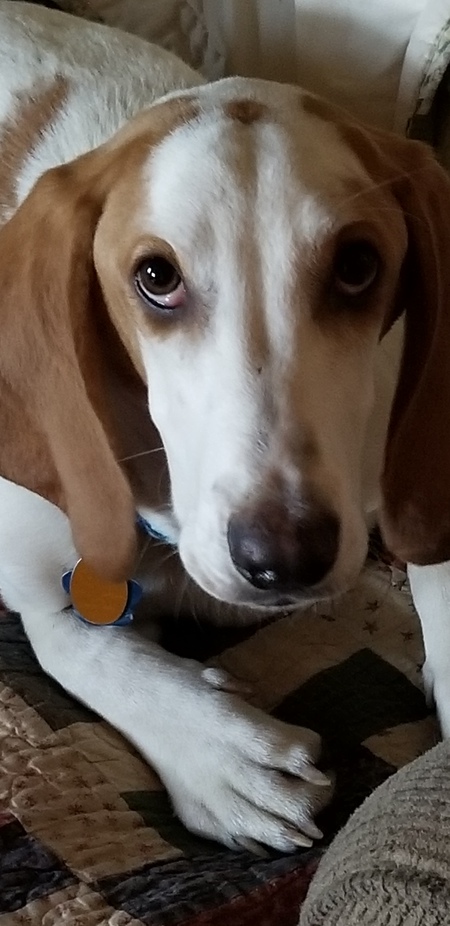 Ziggy
