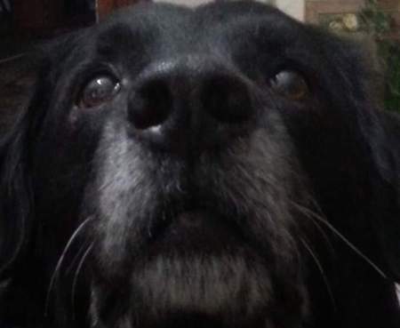 Izzi