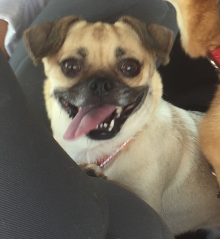 Little Potato (Lil P)