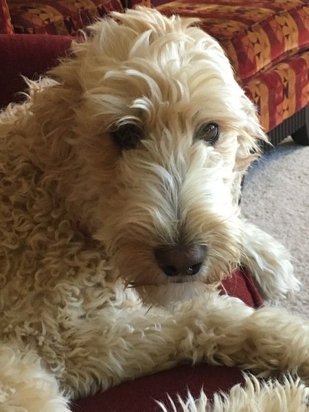 Molly 
