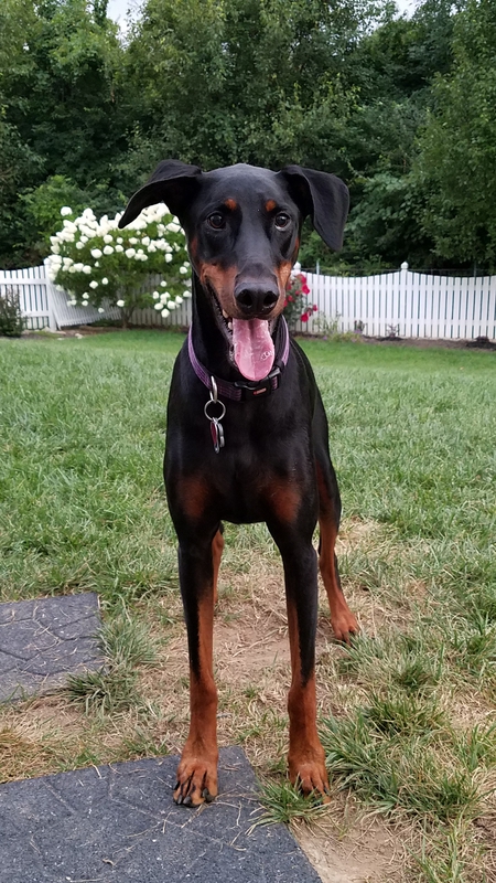 Sadie
