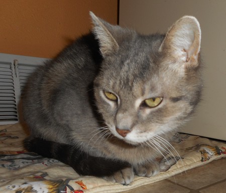 Gracie