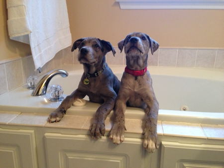 Atticus and Duke