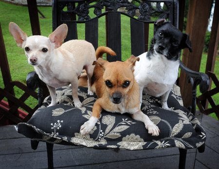 Claire, Hannah, and Bitzy