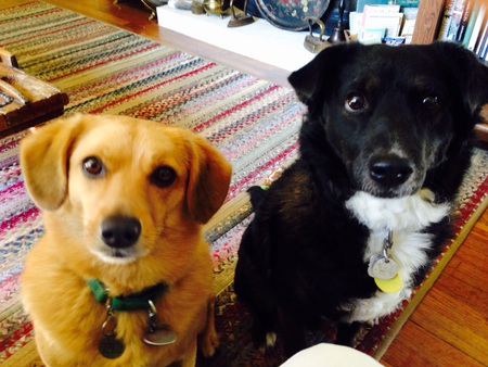 Charlie and Lucky