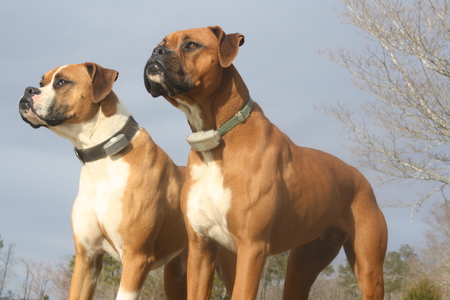 Duke & Daisy