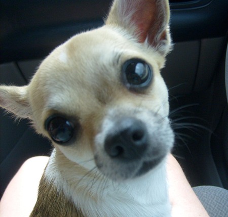 Lola