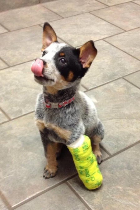 Roo