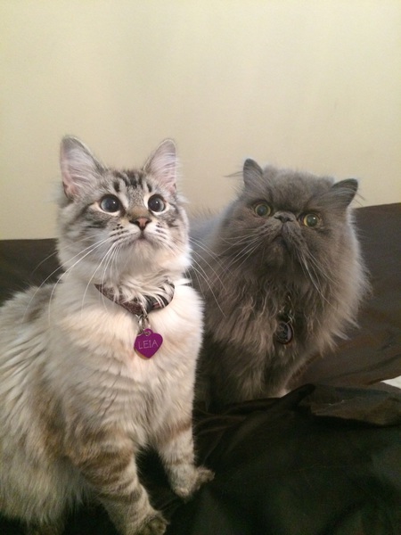 Mr. Meowgi & Leia