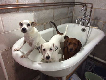 Archie, Bella, Roger