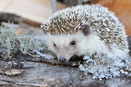 Porridge the Hedgehog
