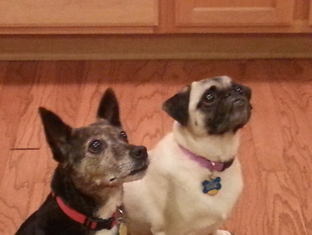 Romeo and Roxey