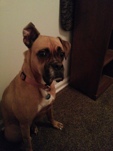 Chloii
