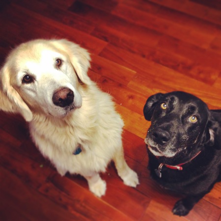 Nox and Hallie (Nox is the golden) 