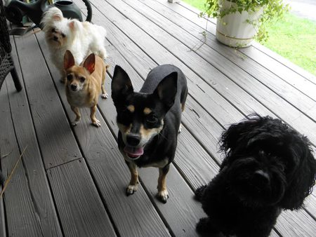 Gidget Ozzy Franny and Bodi