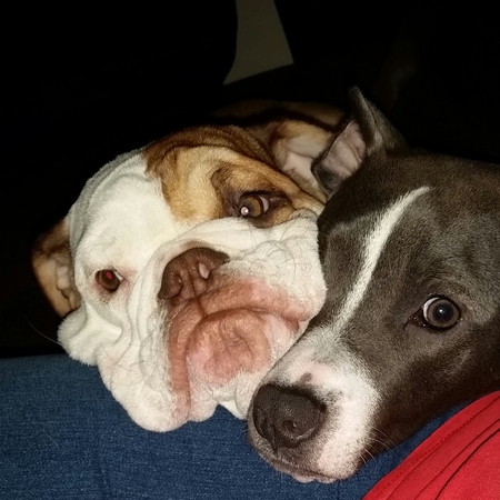 Dozer & Izzy