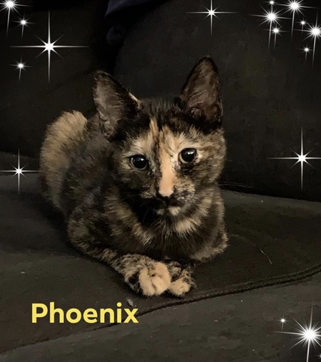 Phoenix