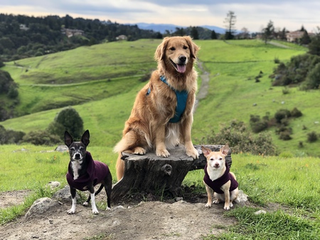 Maggie, Dewey, and Lucy (Left to right)