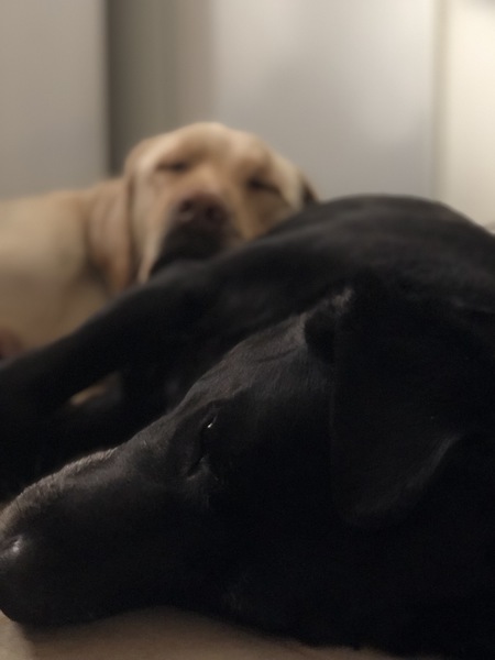 Sleepy dust. 