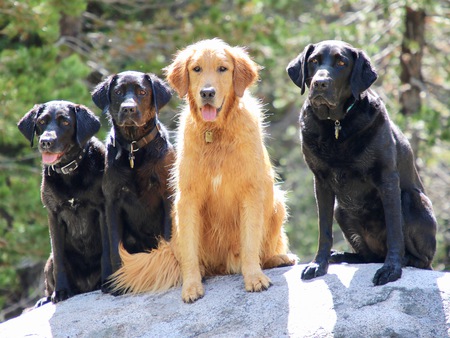 Abby, Tamara, Fosco, and Sharon