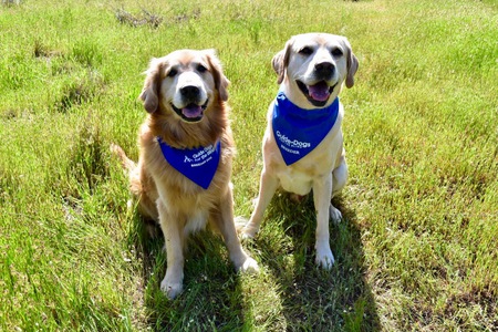 Radley and Anthem