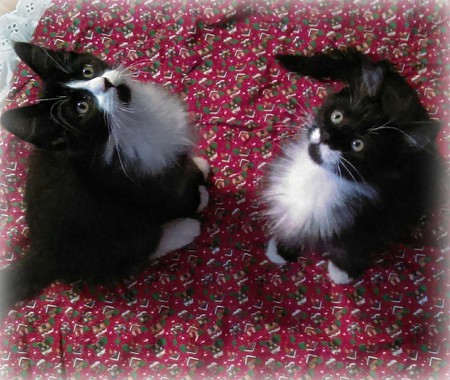 Figaro & Domino