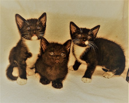 The Tuxedo Tribe: Ricky, Lucy & Jerry (in all black tux)