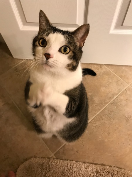 Mello