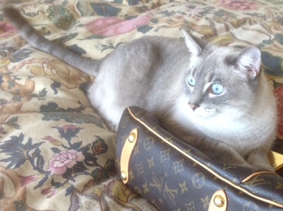 Sweet Sylvie