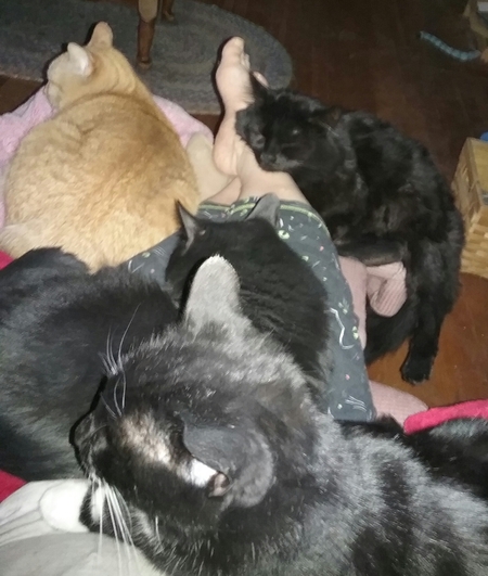 George, Oliver, Shaka and Fuzzy Wuzzy 