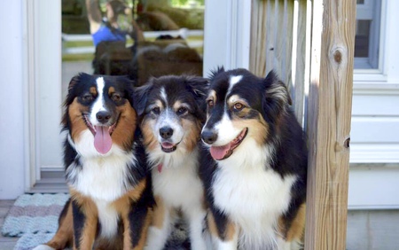 Emma, Holly and Baxter