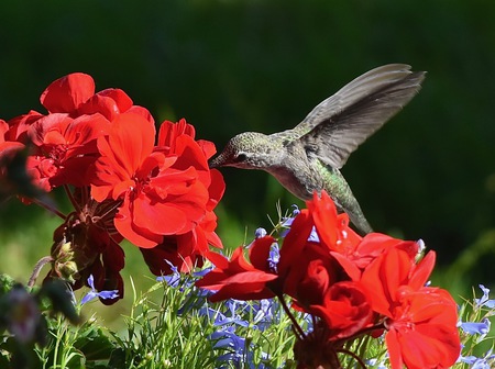 Anna’s Hummingbird 