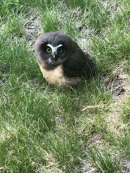 Juvenile northern sawwhet owl 