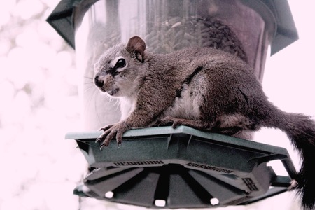 Squirrel eating sunflower seeds