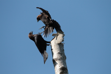 Battling  Cowbirds