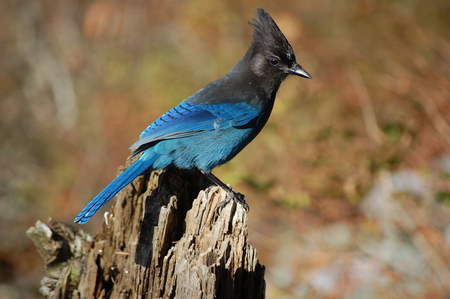 Steller Jay
