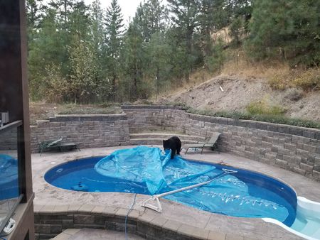Bear going for a swim