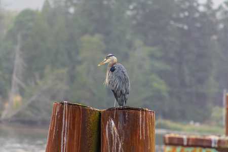 The Great Blue Heron