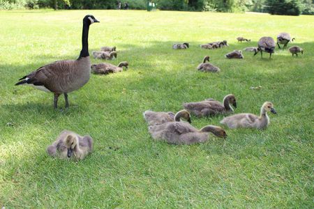 Canada Geese