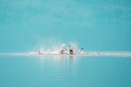 Frolicking Swans