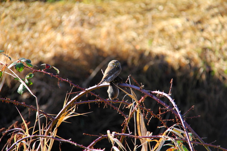 Pygmy Owl with Lunch