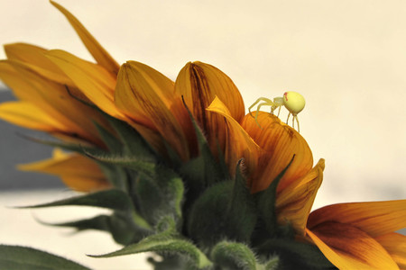 Sunflower Ballet