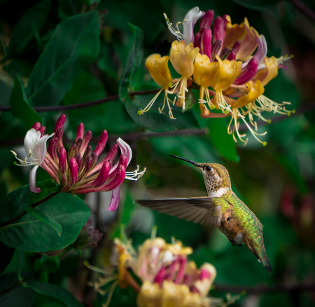 Hummingbird in my Honeysuckle