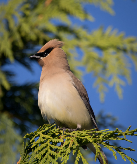 Cedar Waxwing