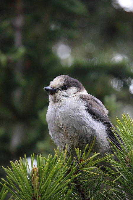 Canada Day Canada Jay