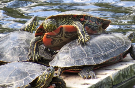 Sunning with friends