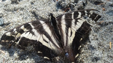 Beach Butterfly