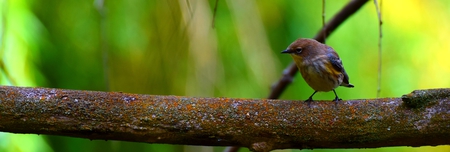 Perched Warbler